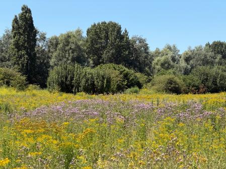 Programme "A walk in the park"